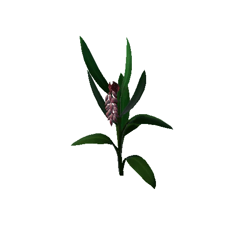 Flower_Alpinia zerumbet1 1